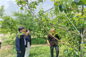盐湖区专题调研果园生产全程机械化提质增效技术装备推广示范项目