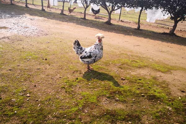 山西省肉鸡养殖成套设备购置补贴机具最高补贴额一览表公示