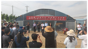 枣庄暨滕州马铃薯机械化收获技术推介与演示观摩活动在滕州举办